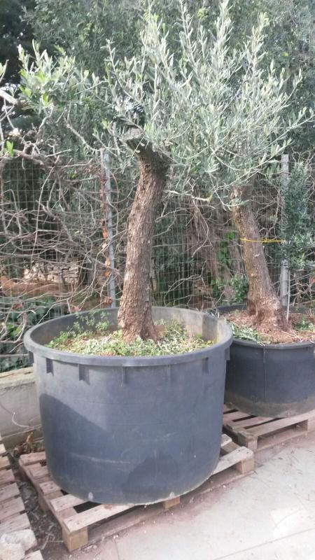 Trasporto 2 alberi di ulivo